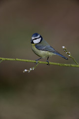 Blue tit, Parus caeruleus