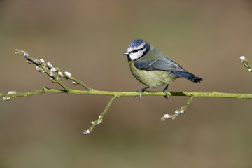 Fototapeta premium Blue tit, Parus caeruleus