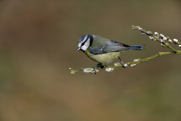 Blue tit, Parus caeruleus