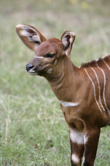 Bongo, Tragelaphus eurycerus