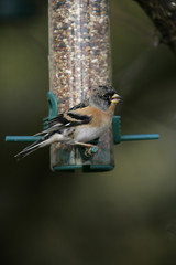 Naklejka premium Brambling, Fringilla montifringilla
