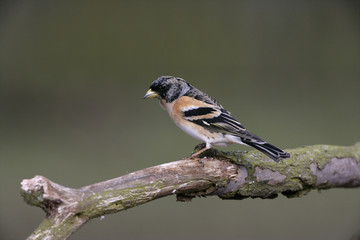 Brambling, Fringilla montifringilla
