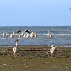 two pelicans on the beach