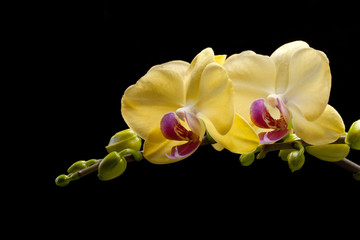 Yellow orchid isolated on black  background