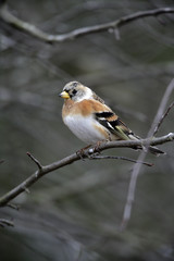Brambling, Fringilla montifringilla