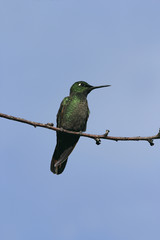 Brazilian ruby, Clytolaema rubricauda