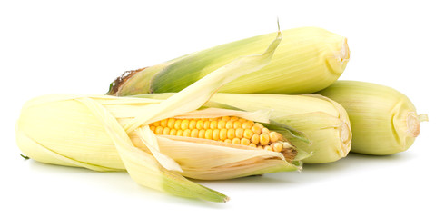 Fresh raw corn cobs isolated on the white background © EM Art