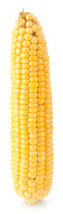 Fresh raw corn cobs isolated on the white background
