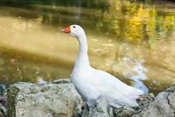 one white goose
