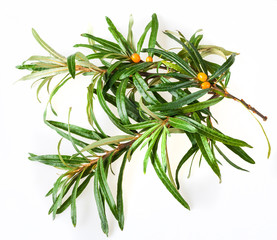 seabuckthorn