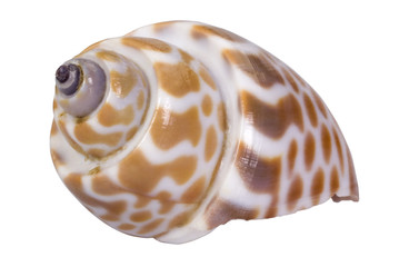 Close-up of a conch shell