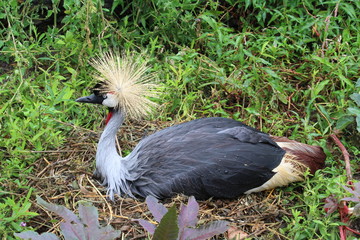 Grue couronnée - Balearica pavonina