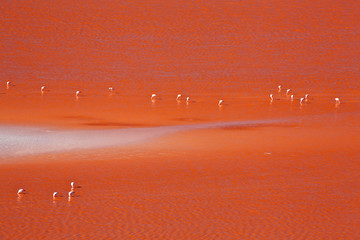 Flamingo - Laguna Colorada - 58335457