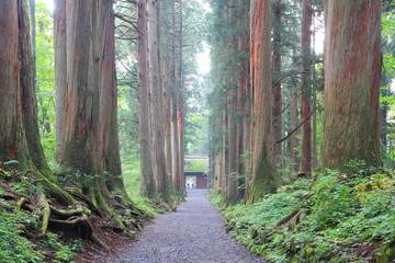 Obraz premium Cedar Avenue of Togakushi, Nagano, Japan