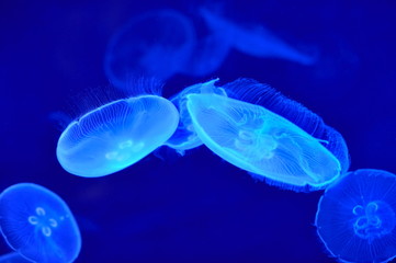 underwater image of jellyfishes