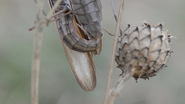 Mantis religiosa