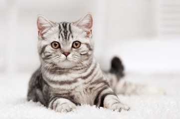 Fototapeta premium Cat on the carpet