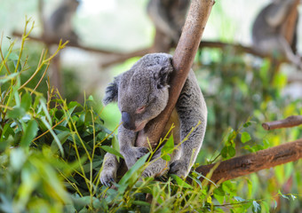 A koala sleeps on a branch of a eucalyptus tree