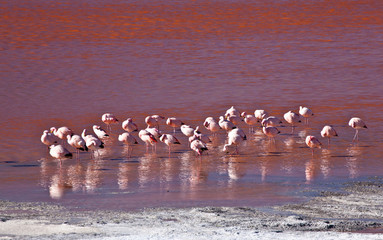 Flamingo - Laguna Colorada