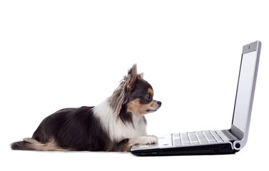 Chihuahua and laptop, isolated on white background, studio shot.