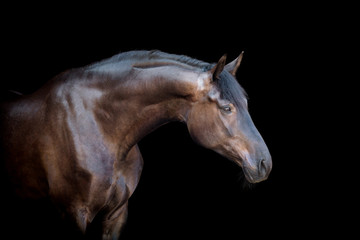 Fototapeta na wymiar Głowa konia samodzielnie na czarnym tle