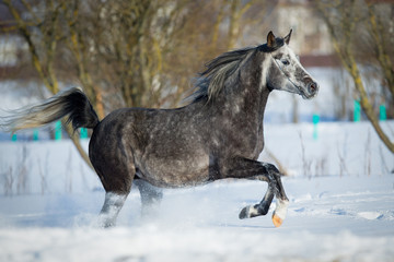 Arabian horse gallops in winter