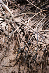 The forest mangrove at Ranong, Thailand.