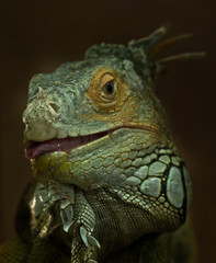Portrait of Green Iguana