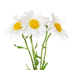 Three large white daisies
