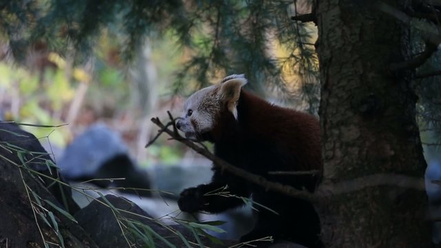 Red Panda