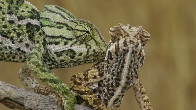 camaleones en epoca de celo