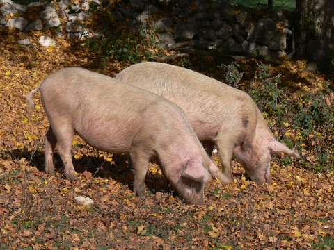 coppia di maiali nel bosco