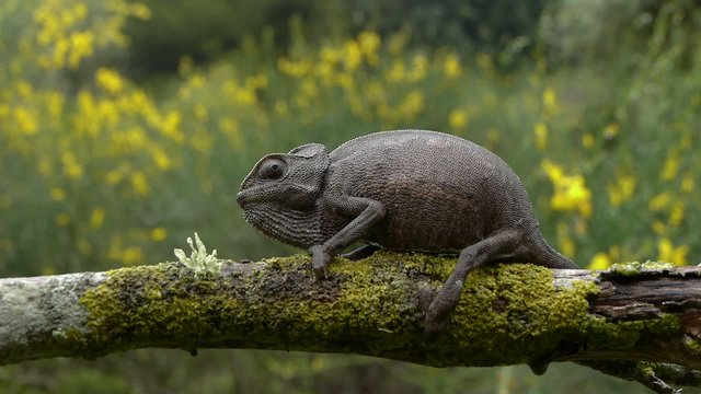 camaleon bajo la lluvia
