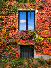 Fototapeta na wymiar Brick wall of the house overgrown with grape leaves. Abstract ba