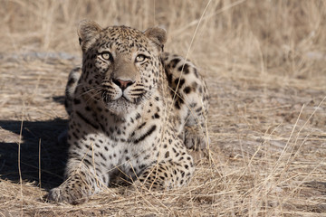 Obraz premium leopard in the grass