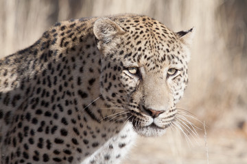 Plakat leopard portrait