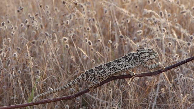 camaleon con luces de amanecer