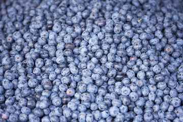 ripe blueberries