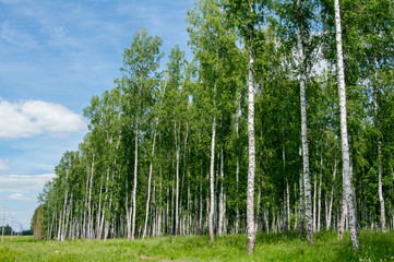 dense green birch forest. Summer rural landscape