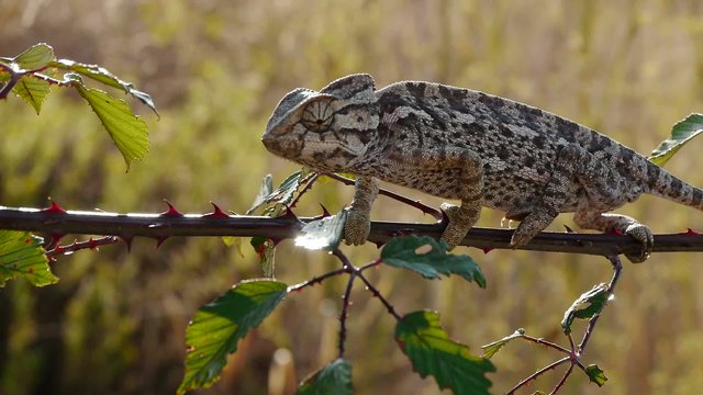 camaleon caminando por zarza