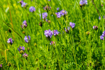 summer meadow flowers among the green grass