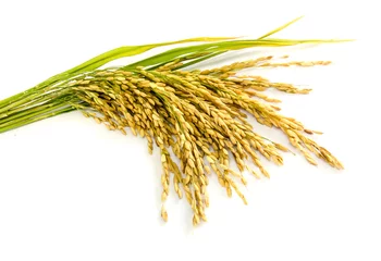 Deurstickers paddy rice seed. © tropper2000