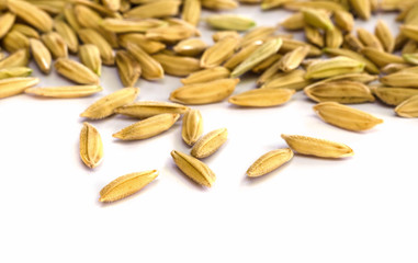 rice seed.
