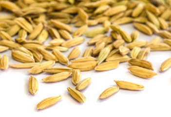 rice seed.