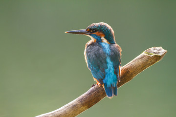 kingfisher on a stick