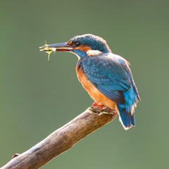 kingfisher on a stick