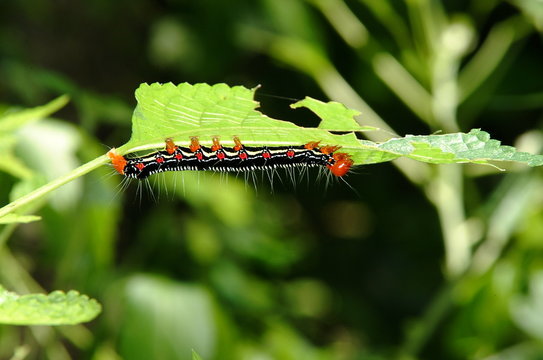 蝶の幼虫 Stock Photos And Royalty Free Images Vectors And Illustrations Adobe Stock