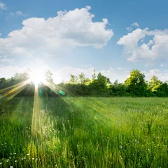 Fototapeten Frühling A ray of sunshine on a summer meadow.  © ARTENS