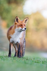 red fox