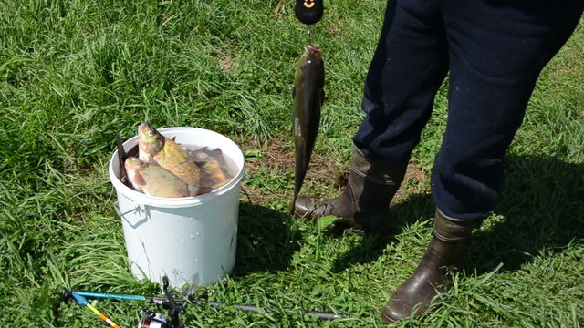 fisher weighs shiny big tench